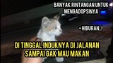 Adopsi Anak Kucing Yang Numpang Neduh Di Tukang Tambal Ban | Banyak Kejadian Unik..!