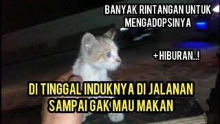 Adopsi Anak Kucing Yang Numpang Neduh Di Tukang Tambal Ban | Banyak Kejadian Unik..!