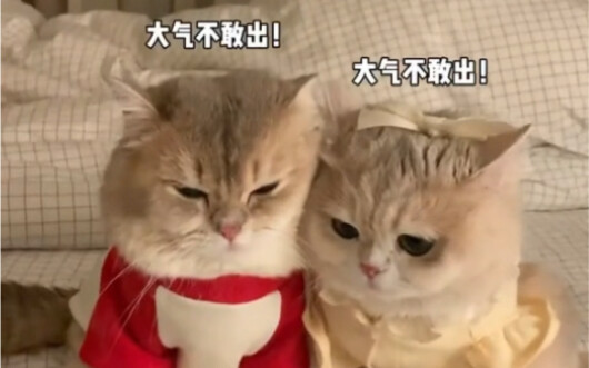 ทะเลาะกับแฟนแล้วแย่งแมวน้อยของเธอไปเลี้ยง จนเธอต้องเป็นฝ่ายมาหาฉันก่อน!