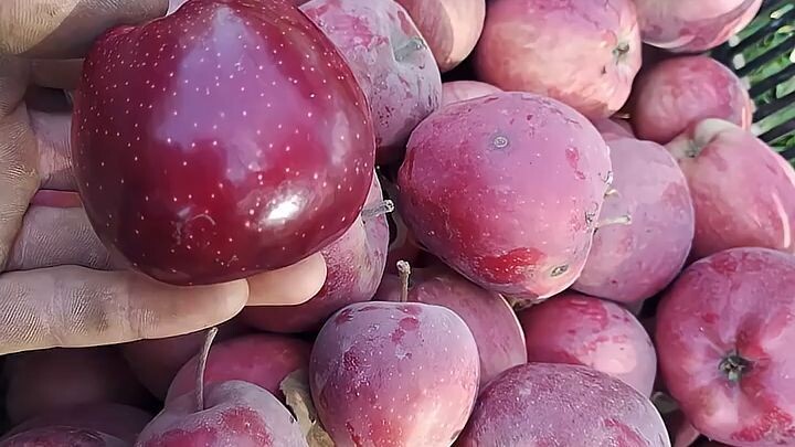 🍎 língìmí