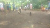 1st fight ng hiraw natin mga ka manok..