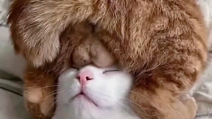 Kucing yang aneh-aneh 9