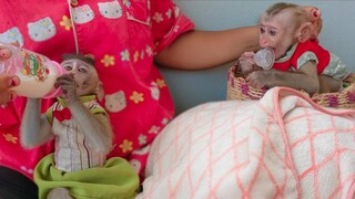 Little adorable Toto enjoys drinking milk alone & Yaya not yet hungry she happy playing around