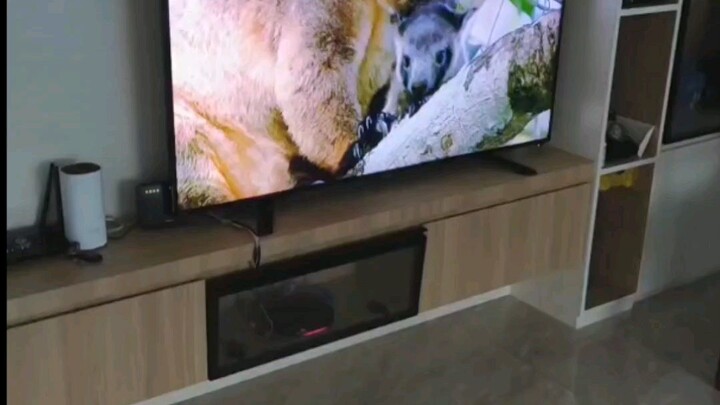 some kinda marsupial