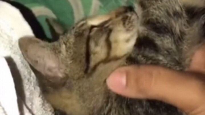 Sudah selesai, kucingnya sudah tegang