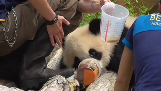 Tak Boleh Makan Madu? Kalau Begitu Aku Pergi!