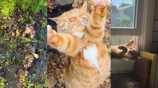 晒猫猫咯，真的很香