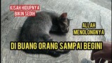 Kisah Anak kucing Jalanan Yang sangat Lelah Tidur Sampai Gak Bangun-Bangun Korban Di Buang Orang ..!