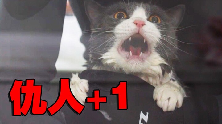 แมวที่กล้าล้างแค่ปีละครั้ง คราวนี้ได้แก้แค้นสักที!