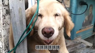 العمّة في الكافيتيريا ربت كلب جولدن ريتريفر لمدة عشر سنوات، ويزن ثمانين جينًا، وهو مطيع جدًا ويضحك "