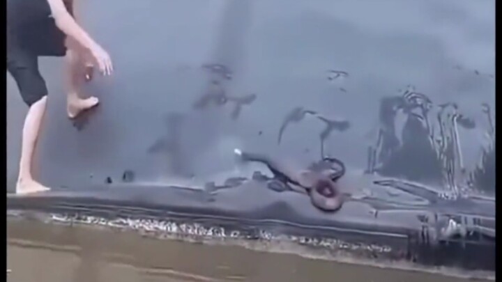 Trăn: Đứa con cứ dám nhìn thẳng vào ta!