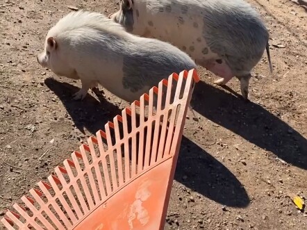 Nếu bạn cào nhẹ vào bụng lợn một vài cái, nó sẽ thoải mái ngã xuống.