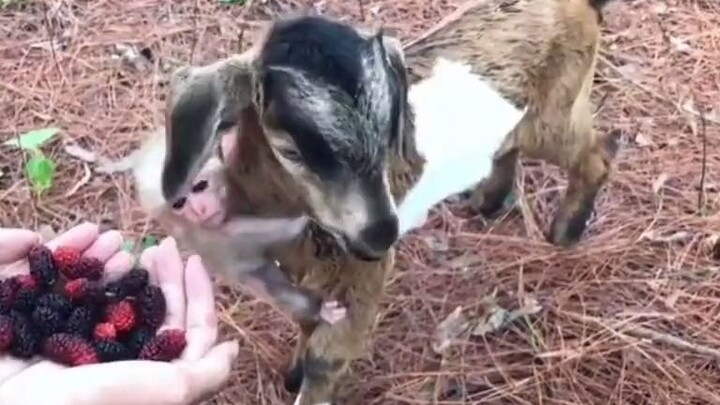 A netizen was holding berries in his hand and calling out to a baby lamb in the forest... Hey, why i
