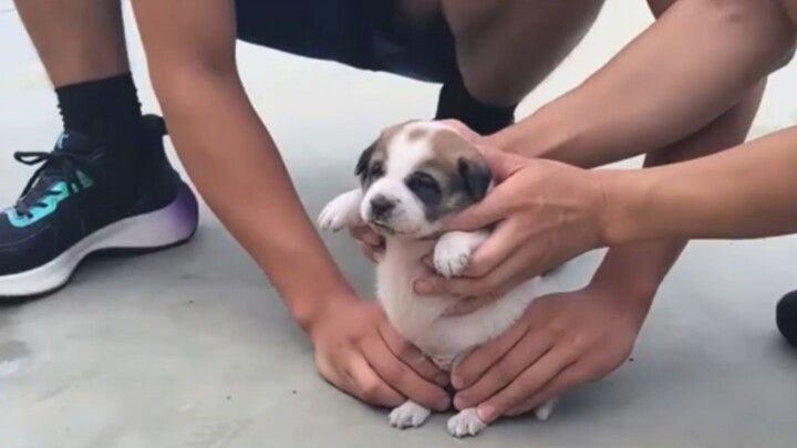 Suasana seperti apa yang membentuk jenis anjing seperti apa