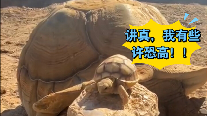 Thằng khốn đáng yêu, thứ vừa nở ra từ trong đó