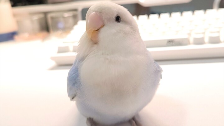 My pet bird has 3 major perks: insanely cute, a total genius, and it’s all mine 🥰