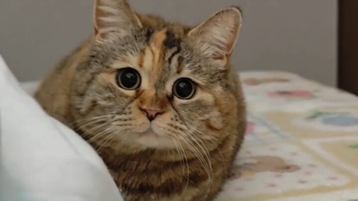 ตอนนี้เจ้าตัวนี้ตื่นแล้ว ฉันจะเริ่มขออาหารได้ไหม?