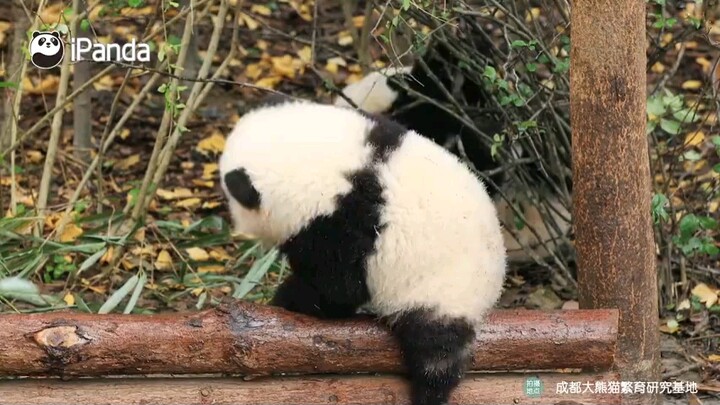 Panda raksasa dan Hua~ Hua benar‑benar punya watak yang sangat baik, bahkan saat terjatuh pun masih 