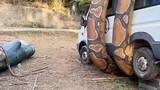 ular raksasa yg mengerikannnn!!!!!!
