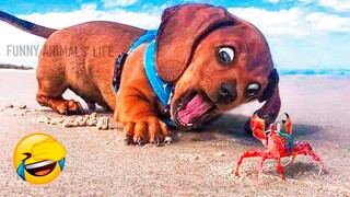 Best Cute And Funny Animal Videos 2022 😇 - Funniest Dogs And Cats Videos 🤣🥰