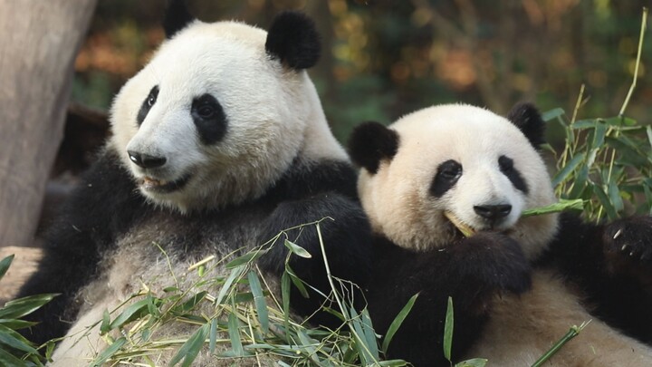 Why is Kazue Always Mistaken for a Mom Cat with Kittens?