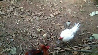 WHITE KELSO OVER RED KELSO 2 YEARS OLD EXERCISE