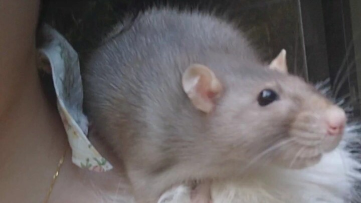 When the mouse goes out, it will 100% trigger the skill that causes it to encounter a cat.