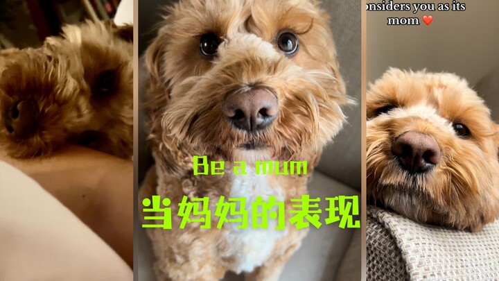 4 علامات تدل على أن الكلب يعتبرك أمه 🥹🥹🥹