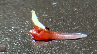 Bayberry with worms is delicious