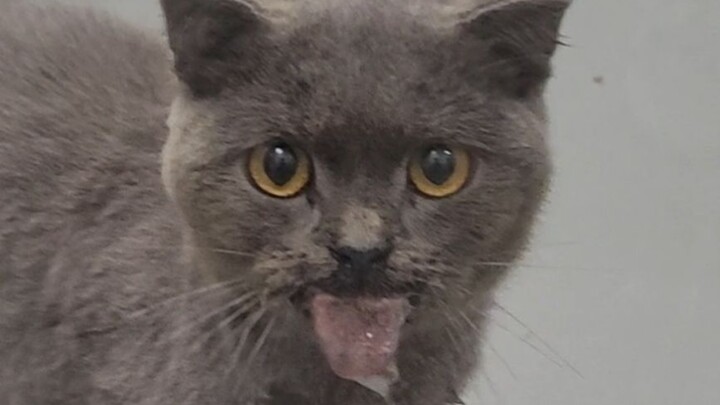Kucing ini datang ke rumah sakit sendiri untuk berobat, kamu percaya?