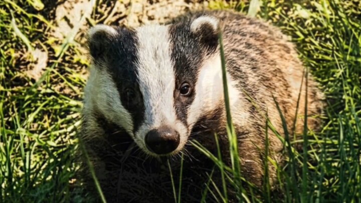 badger