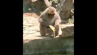 Funny Animal Moments 😂