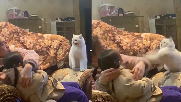 The little owner gets hit, and though the cat is absolutely terrified, it still fiercely defends its