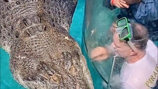 Crocodile?