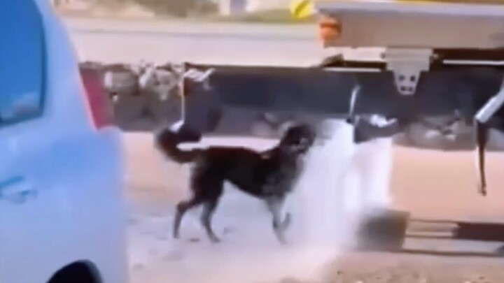 In such hot weather, take a look at how these animals react.