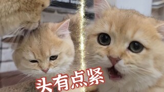 奶爸帮小奶猫洗脸但力量也太大了！