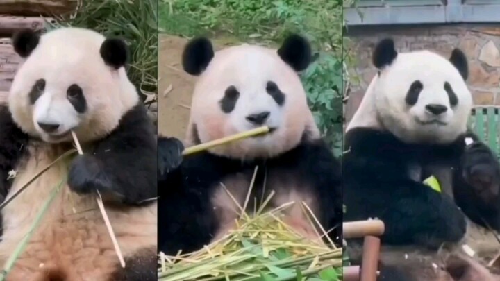 Tiga superstar teratas di dunia panda, siapa yang paling menghasilkan uang?