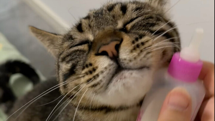 Immersive one minute! The whole process of a kitten drinking milk