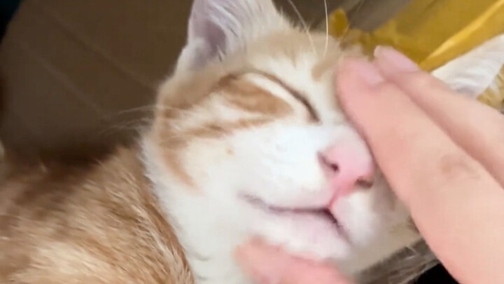 When your kitten acts cute, stroke its chin!