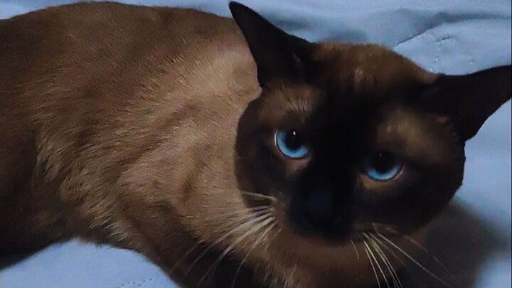 ไอแมวเหม็น แกกล้ามาทำเป็นเล่นลวกๆ กับฉันได้ยังไง!