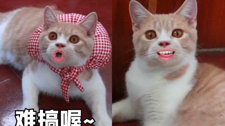 【Tổng hợp hài hước】Ba tháng sau khi bé mèo con về nhà sen, đã có sự thay đổi lớn!