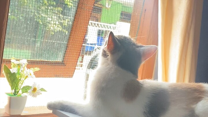 My name is Catty