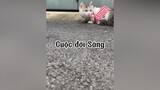 Câu chuyện của em Sáng 😂😂😂 mèo cat ThanhCongNghe