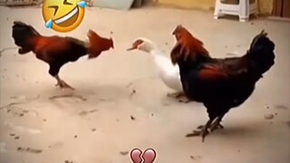 CHICKEN AND DUCKS.fighting hahahah