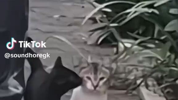 jomblo di larang lihat