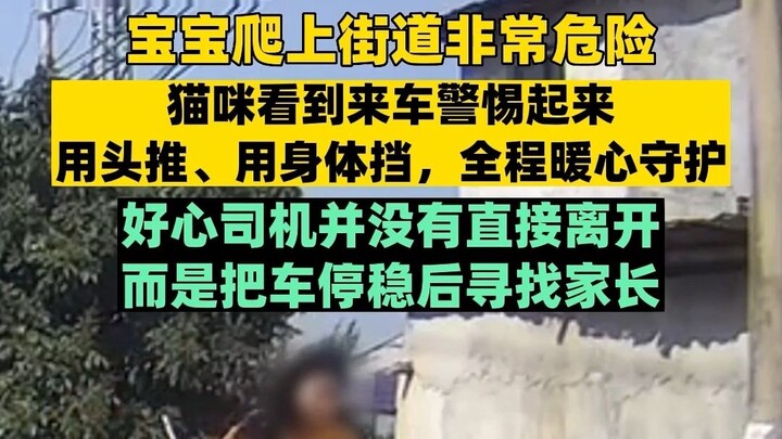 Bayi yang merangkak ke tengah jalan sangat berbahaya. Si kucing langsung waspada begitu melihat mobi