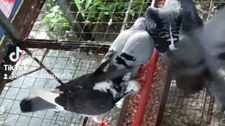 PIGEON LOVER