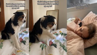 كل يوم يستيقظ المرء بلطف الكلاب، فمن سيتحمل النوم حتى وقت متأخر؟