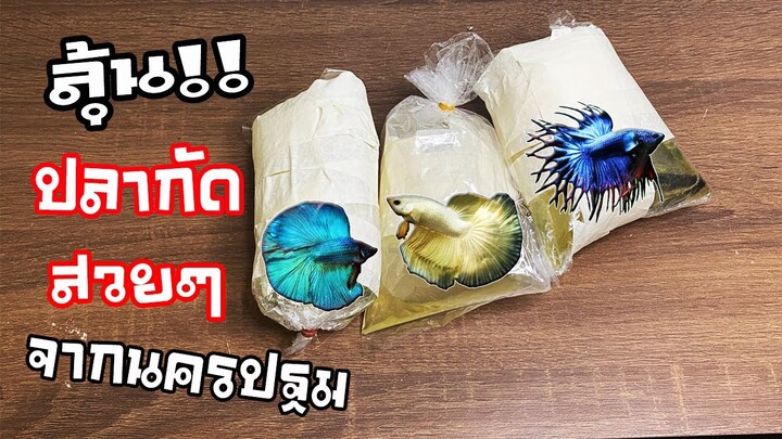 ปลากัดสวยๆจากจังหวัดนครปฐม!!ลุ้นสุดๆเปิดกล่องมาเป็นแบบไหนสไตล์korattv