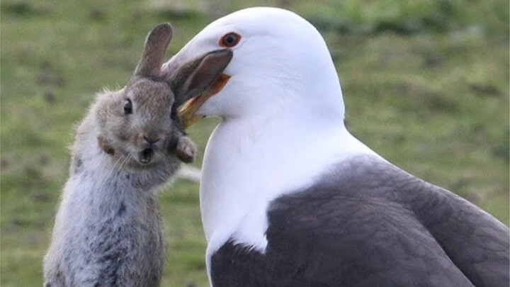 Seagull: Rabbits are so cute; we must eat more rabbits.